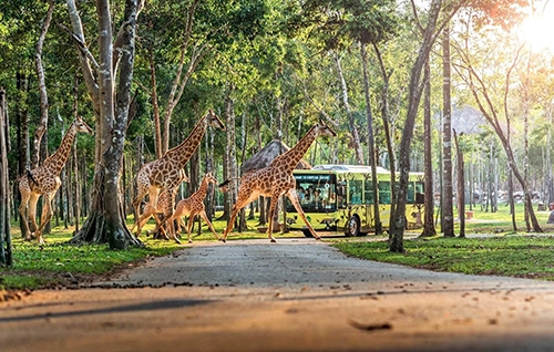 10 năm ghi dấu ấn của Vinpearl Safari Phú Quốc